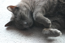 Cat Image