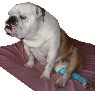 Dog Image