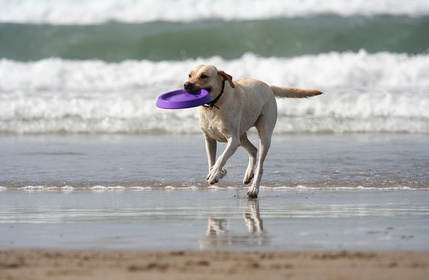Dog Image