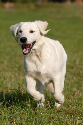 Dog Image
