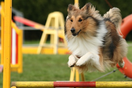 Dog Agility Image