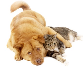 Dog and Cat Image
